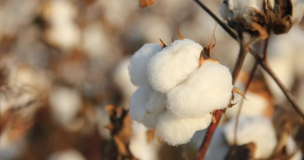 Fleur de coton ouverte sur sa tige dans un champ sec, gros plan en lumière naturelle